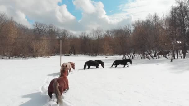 Vinter skog. Fyra unga hästar går på en snöig mark. — Stockvideo