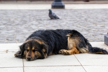 Sokakta yatan üzgün zavallı bir köpek.