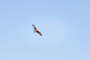 Berrak mavi gökyüzüne karşı yükselen kahverengi bir kartal