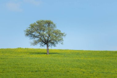 Etrafta insan olmayan parlak yeşil bir yaz çayırı. Tarlada yalnız bir ağaç