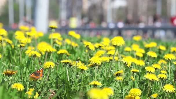 Jarní louka ze žlutých dandeliů a motýl na ní — Stock video