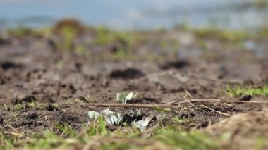 Küçük beyaz kelebekler yerde oturup