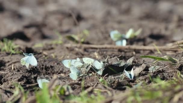 Na zemi sedí pár pěkných bílých motýlů. — Stock video