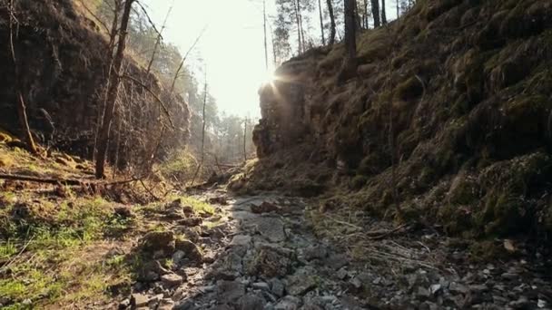 Una foresta verde e soleggiata estiva con sentiero roccioso — Video Stock