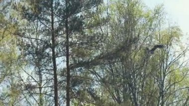 Çam ağacında oturan bir turna kuşu