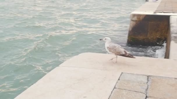 Uma gaivota caminha em uma telha no concreto e descola — Vídeo de Stock