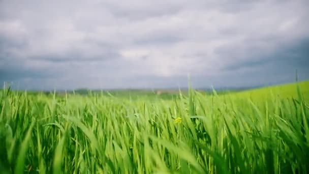 Zelené travnaté pole pod modrým nebem. Tráva se houpat ve větru — Stock video