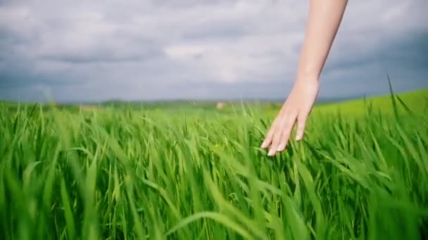 La mano femenina toca el campo de hierba verde — Vídeos de Stock