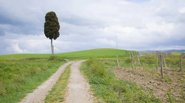 Eine grüne Wiese und ein Weg zum einsamen Baum — Stockfoto