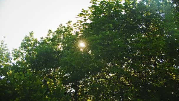 Un sol que viene a través de las hojas de un gran árbol verde — Vídeo de stock