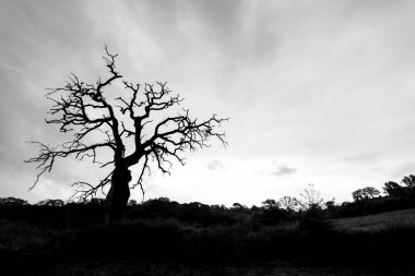 Çıplak bir ağaç sol tarafta duruyor - Siyah beyaz görüntü
