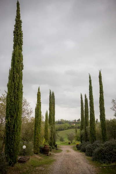 Strada sterrata lungo i cipressi paralleli in crescita — Foto Stock