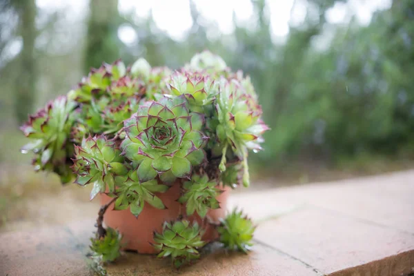 A pot with green lace flowers is on the table in the outdoor — Stock Photo, Image