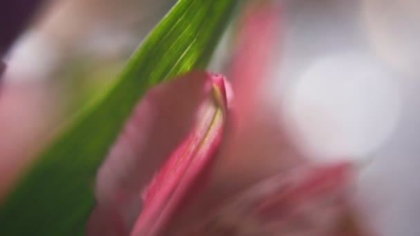 En närbild skott av blomblad — Stockvideo