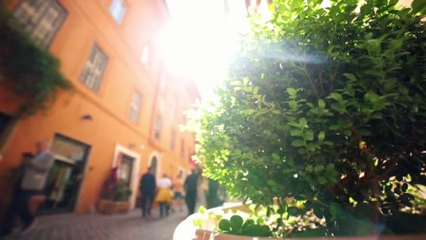A small green tree in a pot in the alley - People walk in the background — Stock Video