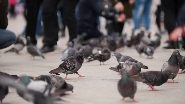 Las calles de Venecia, palomas vagan por la plaza entre la gente . — Foto de Stock