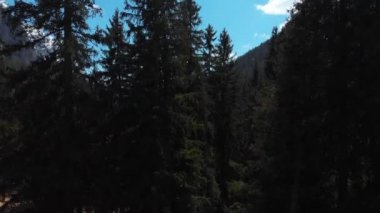 Dolomites, İtalya'da güzel yoğun yeşil orman
