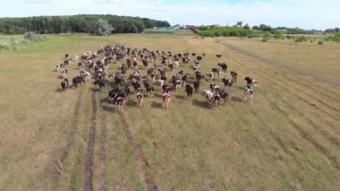 Ormanla çevrili tarlada koşan ve boğa sürüleri