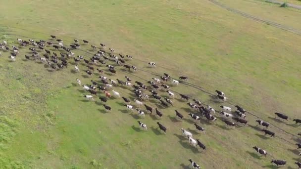 Herde von Kühen und Stieren rennt über das Feld — Stockvideo