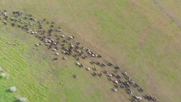 Flock av kor och tjurar som rinner längs stigen på fältet — Stockvideo