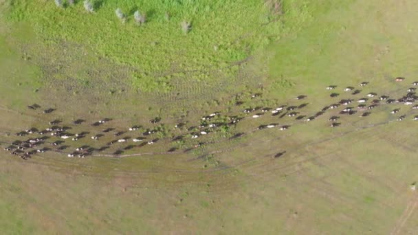 Стадо коров и быков бежит по тропинке на пастбище — стоковое видео