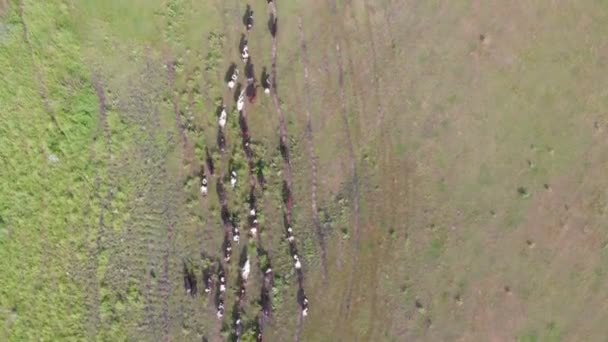 Herde Kühe und Stiere auf der Weide — Stockvideo