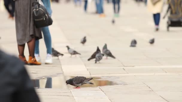 The streets of Venice, a crowd of people walking o the square - Piggeon drink water — Stock Video