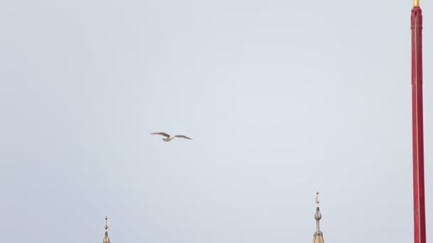 Vit fågel flyger över staden onsdag byggnader Venedig — Stockvideo