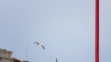 Beyaz bir kuş şehrin içinden uçar, Venedik mimarisinin arka planında sonra binanın arkasına saklanır.