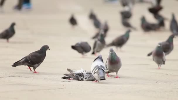 Ölü bir güvercinin cesedi asfaltta yatarken hareketsiz kaldı - diğer güvercinler etrafta dolaşıp onu gagaladılar.. — Stok video