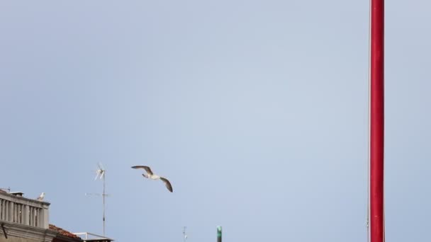 Ένα λευκό πουλί πετάει μέσα από την πόλη, με φόντο την βενετσιάνικη αρχιτεκτονική και μετά κρύβεται πίσω από το κτίριο — Αρχείο Βίντεο