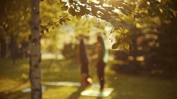 Siluet dua wanita muda melakukan yoga di taman dikelilingi oleh pohon hijau saat matahari terbenam — Stok Foto
