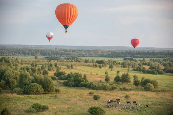 Разноцветные воздушные шары, летящие над полем и животными с помощью теплотехники — стоковое фото