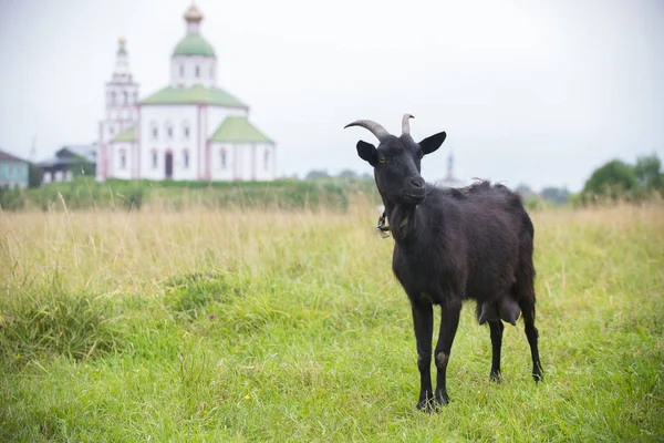 Een zwarte geit staande op het veld op een achtergrond op de kerk-Suzdal, Rusland — Stockfoto