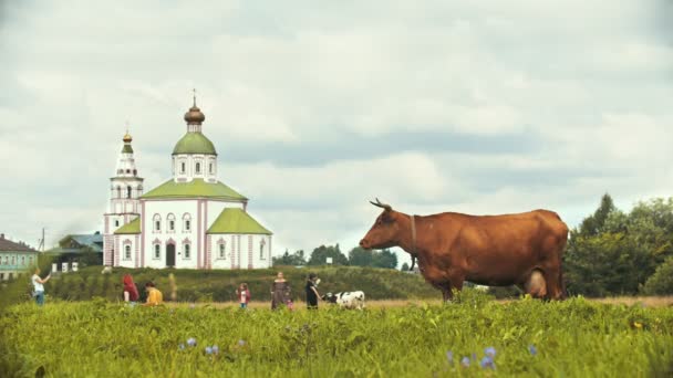 Una vaca marrón pastando en el campo sobre un fondo en la iglesia - Suzdal, Rusia — Vídeo de stock