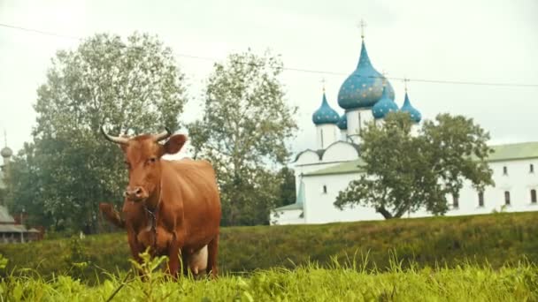 Домашняя корова пасется на поле на фоне церкви - Суздаль, Россия — стоковое видео