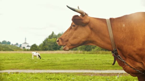 Una vaca doméstica pastando en el campo en el pueblo - masticando pasto - Suzdal, Rusia — Vídeo de stock