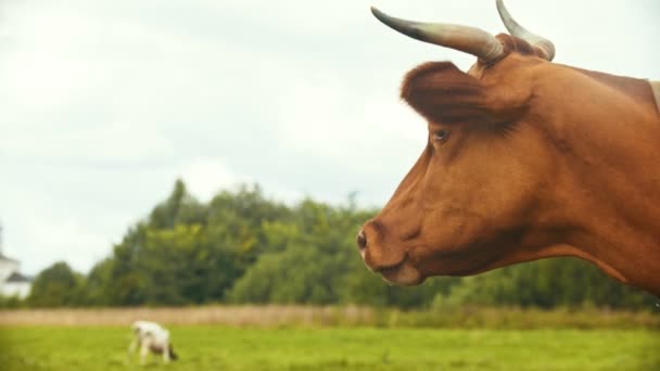 Krajowa krowa z rogami pasą na polu w wiosce-trawa do żucia-Suzdal, Rosja — Wideo stockowe