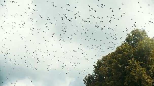 Birds flying in the sky above the village — Stock Video