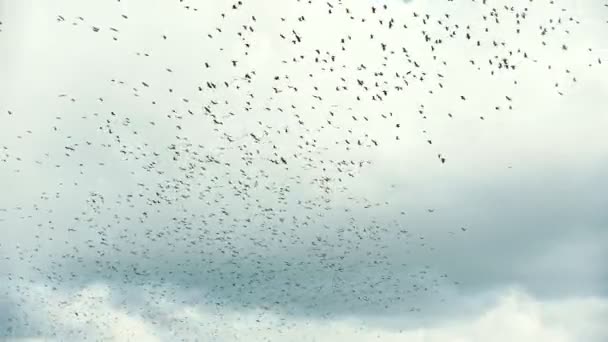 Grote kudde vogels vliegen in de lucht boven het dorp — Stockvideo