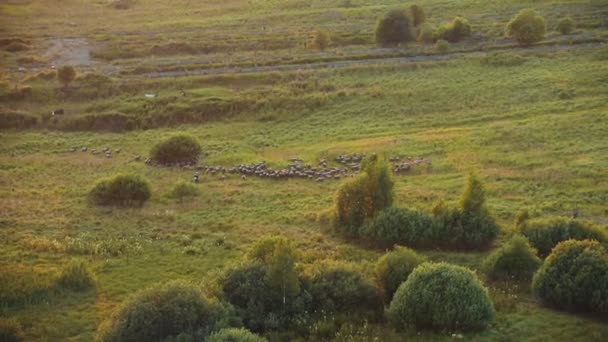Flock kor som betar på fältet i solnedgången — Stockvideo