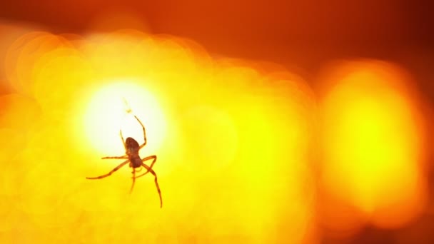 A close up shot of little spider flying in the air - orange lights on a background — Stock Video