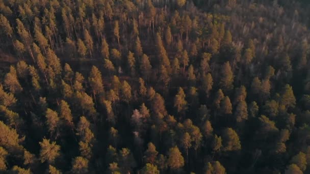 Utsikt över skogens morgon landskap — Stockvideo