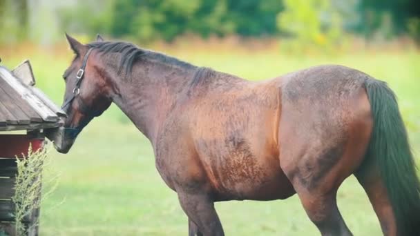 Eine Frau, die ein braunes Pferd auf das Feld führt — Stockvideo