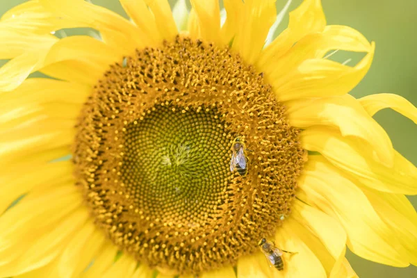 Fényes sárga napraforgó-termesztés a pályán, a méhek a virágon ülve — Stock Fotó