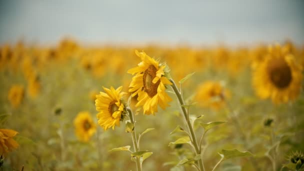 Een felgele zonnebloemen die op het veld groeien-de bijen die op de bloem zitten — Stockvideo
