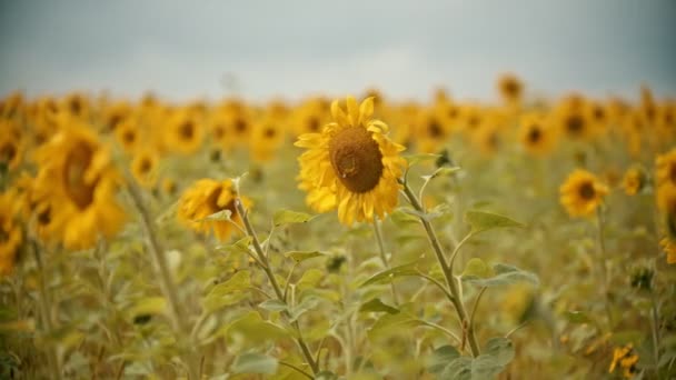 Желтые подсолнухи, растущие на поле - пчелы, сидящие на цветке — стоковое видео