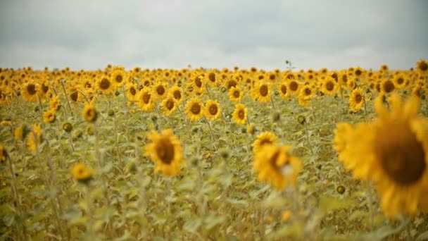Een veld vol met heldere zonnebloemen in bewolkt weer — Stockvideo