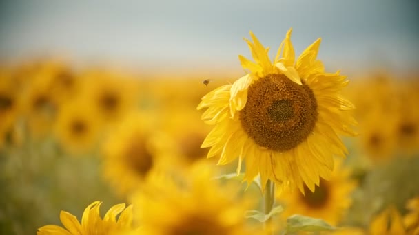 Na poli roste zářivě žlutá slunečnice-včelka létá kolem dokola a sbírá pyl