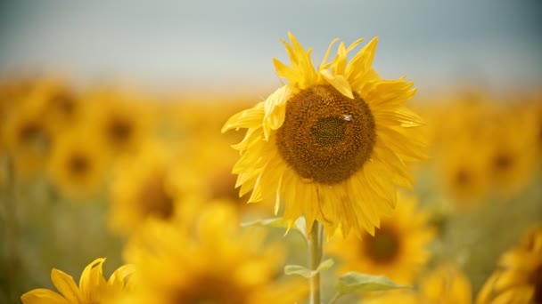 Een helder geel veld van zonnebloemen-de bijen zittend op de bloem en het verzamelen van het stuifmeel — Stockvideo